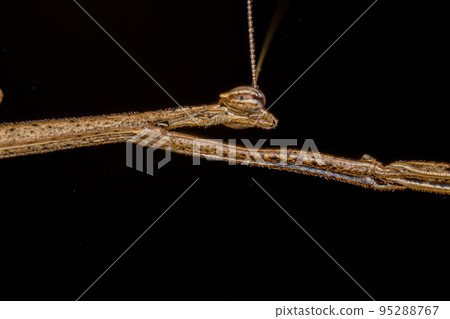 Adult Thespid Mantis Adult Thespid Mantis 95288767