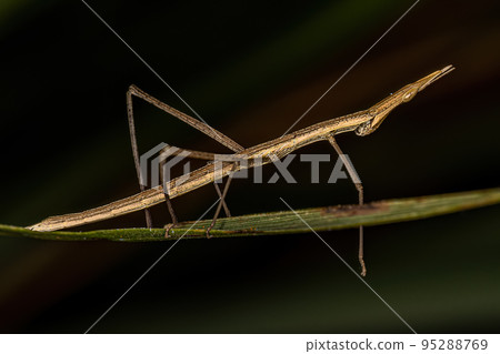 Neotropical Stick Grasshopper Neotropical Stick Grasshopper 95288769