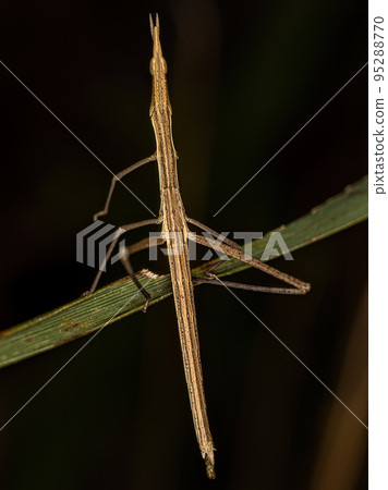 Neotropical Stick Grasshopper 95288770