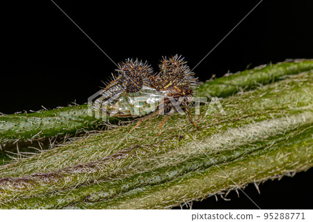 Adult Ant-mimicking Treehopper Adult Ant-mimicking Treehopper 95288771