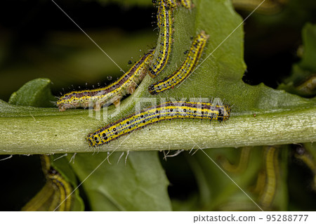 Great Southern White Butterfly Caterpillar 95288777