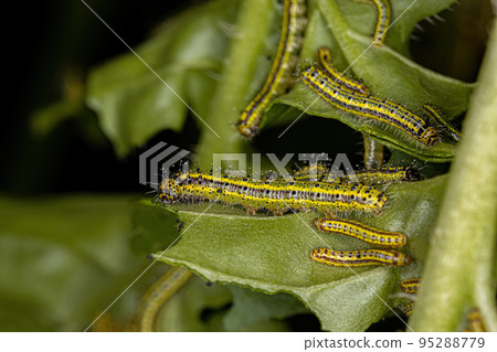 Great Southern White Butterfly Caterpillar 95288779