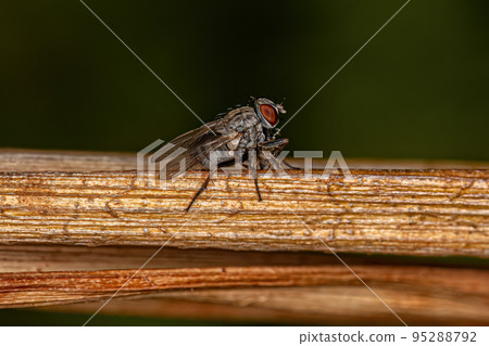 Adult Muscoid Fly 95288792