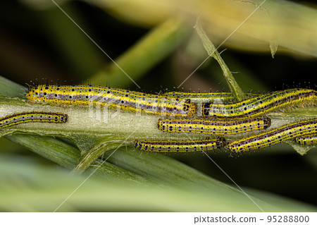 Great Southern White Butterfly Caterpillar 95288800