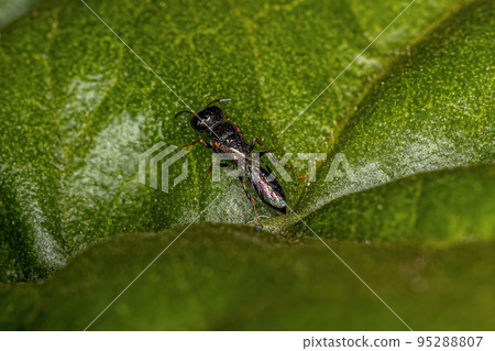 Adult Aphid Wasp Adult Aphid Wasp 95288807
