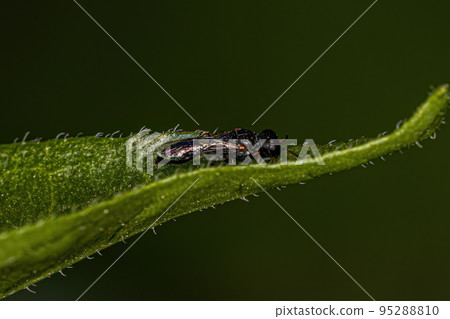 Adult Aphid Wasp 95288810