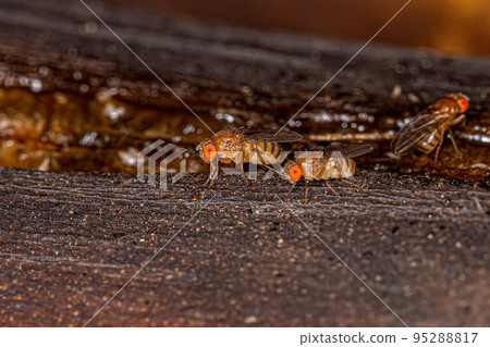 Adult Small Fruit Fly 95288817