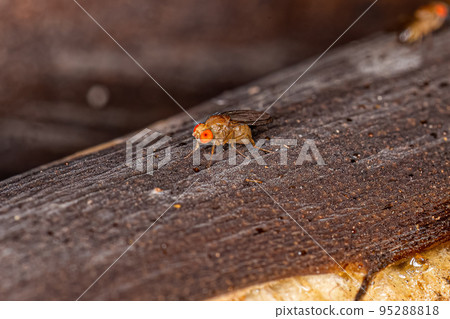 Adult Small Fruit Fly Adult Small Fruit Fly 95288818