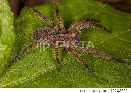 Adult Wandering Spider 95288821