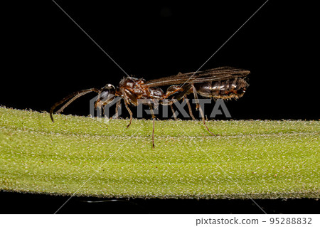 Adult Male Winged Ant 95288832