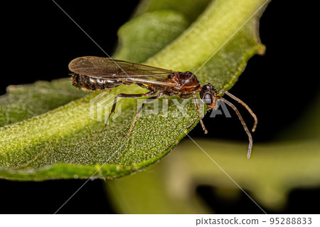 Adult Male Winged Ant 95288833