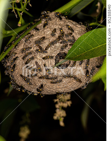 Adult Long-waisted Honey Wasps Adult Long-waisted Honey Wasps 95288840