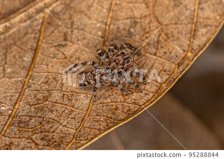 Small Jumping Spider Small Jumping Spider 95288844