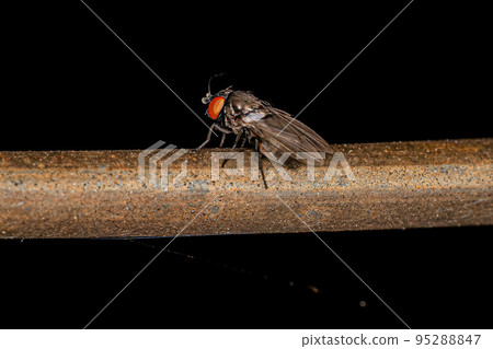 Adult Freeloader Fly 95288847