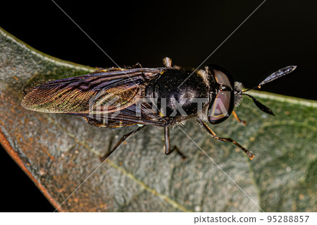 Small Adult Soldier Fly 95288857