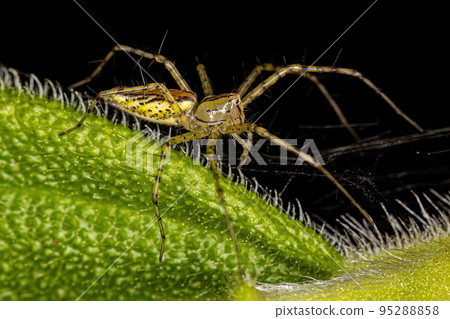 Adult Lynx Spider 95288858