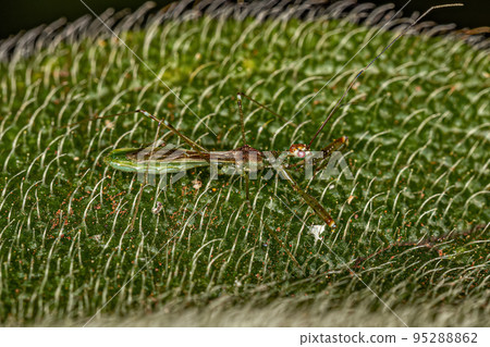 Adult Assassin Bug Adult Assassin Bug 95288862