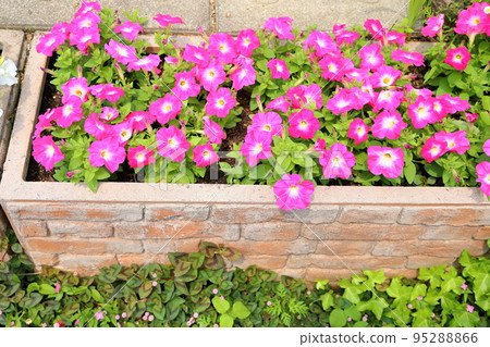 牽牛花〉 牽牛花〉 95288866