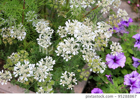 Iberis flowers 95288867