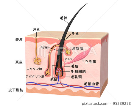 頭髮 頭髮 結構 皮膚 人體 頭髮 頭髮 結構 皮膚 人體 95289258
