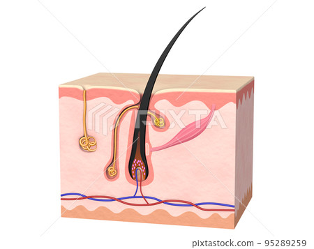 Hair hair structure skin human body character pear Hair hair structure skin human body character pear 95289259