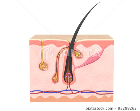 頭髮頭髮結構皮膚人體性格梨 95289262