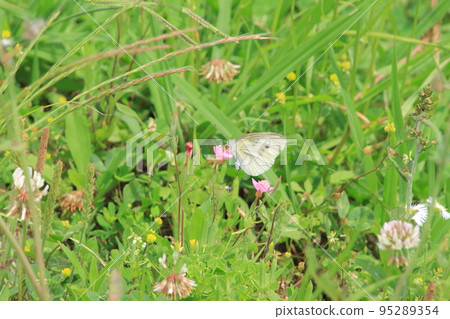 Monsieur root stopping in flowers Monsieur root stopping in flowers 95289354