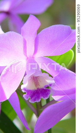 Cute pink flowers are blooming Orchid (October) Cattleya 11V9.16 95290069
