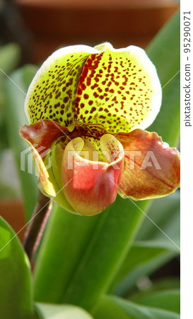 Yellow Flower Orchid (November) Paphiopedilum 23V9.16 Yellow Flower Orchid (November) Paphiopedilum 23V9.16 95290071