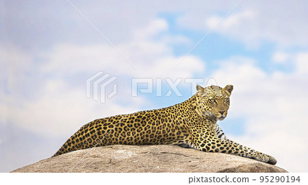 Beautiful and Breathtaking wildlife in Tanzania 95290194