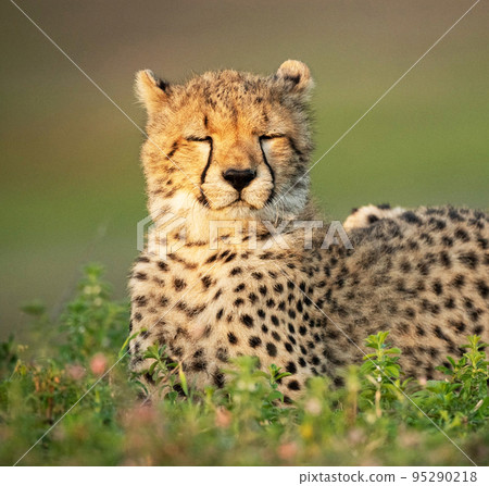 Beautiful wildlife in Tanzania  95290218