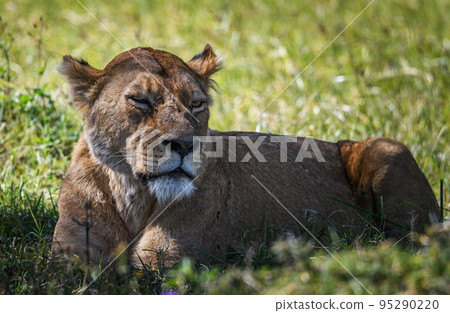 Beautiful wildlife in Tanzania  95290220