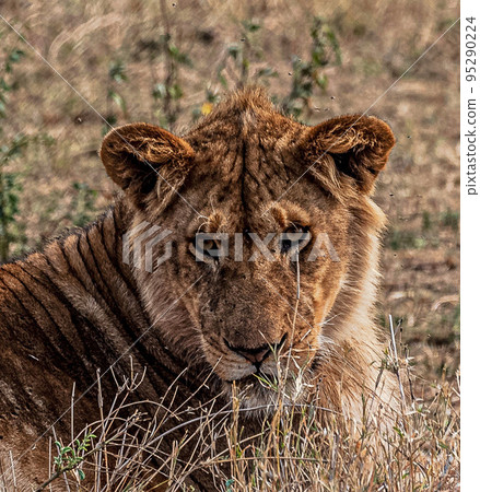 Beautiful wildlife in Tanzania Beautiful wildlife in Tanzania 95290224