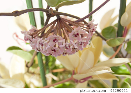 盆栽櫻桃蘭(櫻花蘭)花的特寫 盆栽櫻桃蘭(櫻花蘭)花的特寫 95290921