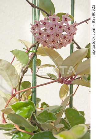 盆栽雜色櫻桃蘭 (櫻花蘭) 花 盆栽雜色櫻桃蘭 (櫻花蘭) 花 95290922