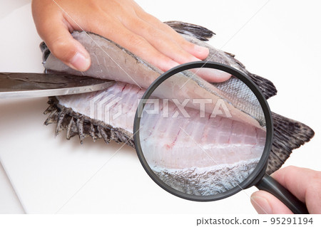 鮮魚和放大鏡寄生蟲和食品安全圖像 95291194