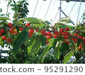 Cherry basket 95291290