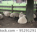 sheep sleeping in groups 95291291