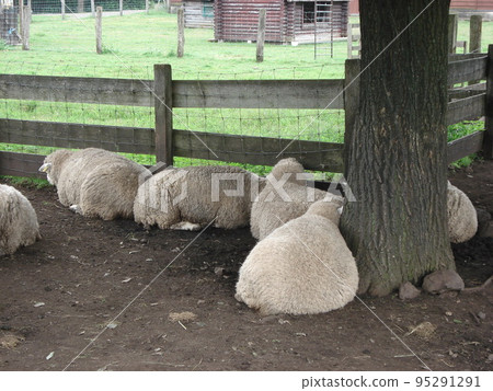 sheep sleeping in groups 95291291