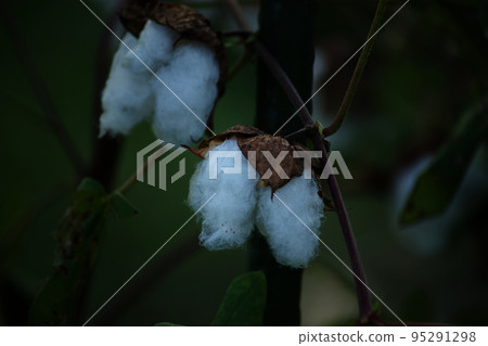 棉 日本棉 95291298