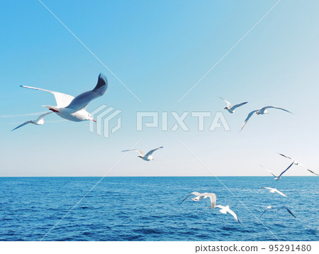 白海鷗飛過海面 95291480
