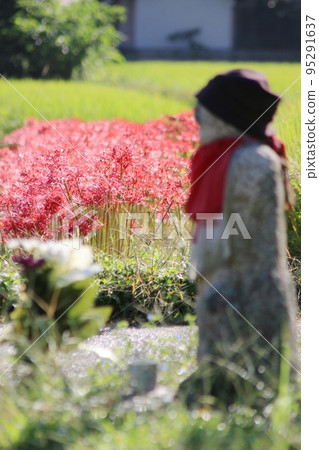 Cluster amaryllis Cluster amaryllis 95291637