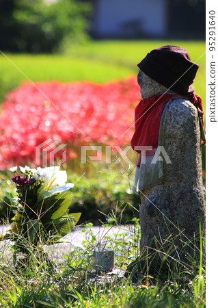 Cluster amaryllis Cluster amaryllis 95291640