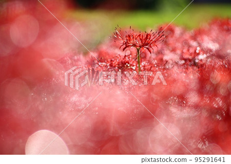 Cluster amaryllis Cluster amaryllis 95291641