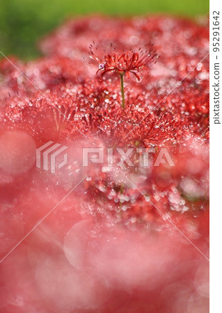 Cluster amaryllis 95291642