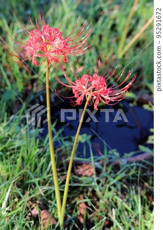Cluster amaryllis Cluster amaryllis 95291672