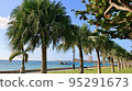 Seaside park palm tree 95291673