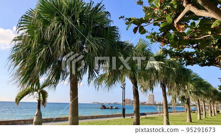 Seaside park palm tree Seaside park palm tree 95291673