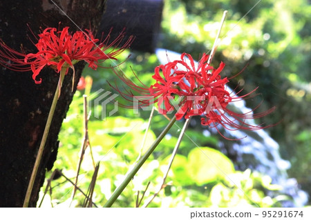 Cluster amaryllis Cluster amaryllis 95291674