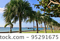 Seaside park palm tree 95291675